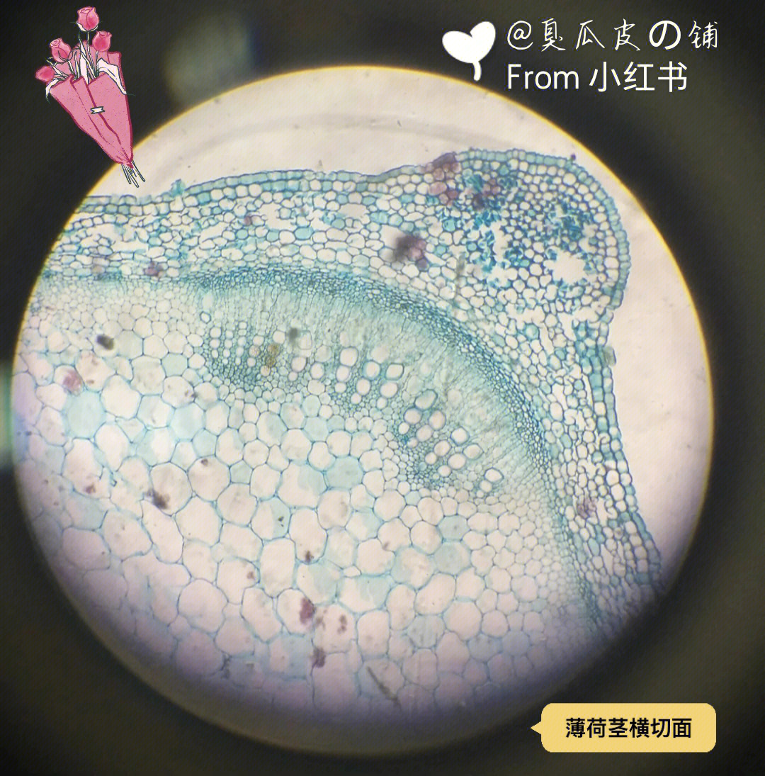 薄荷茎的初生结构简图图片