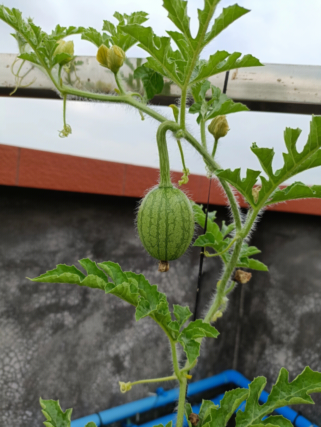 花盆种植西瓜