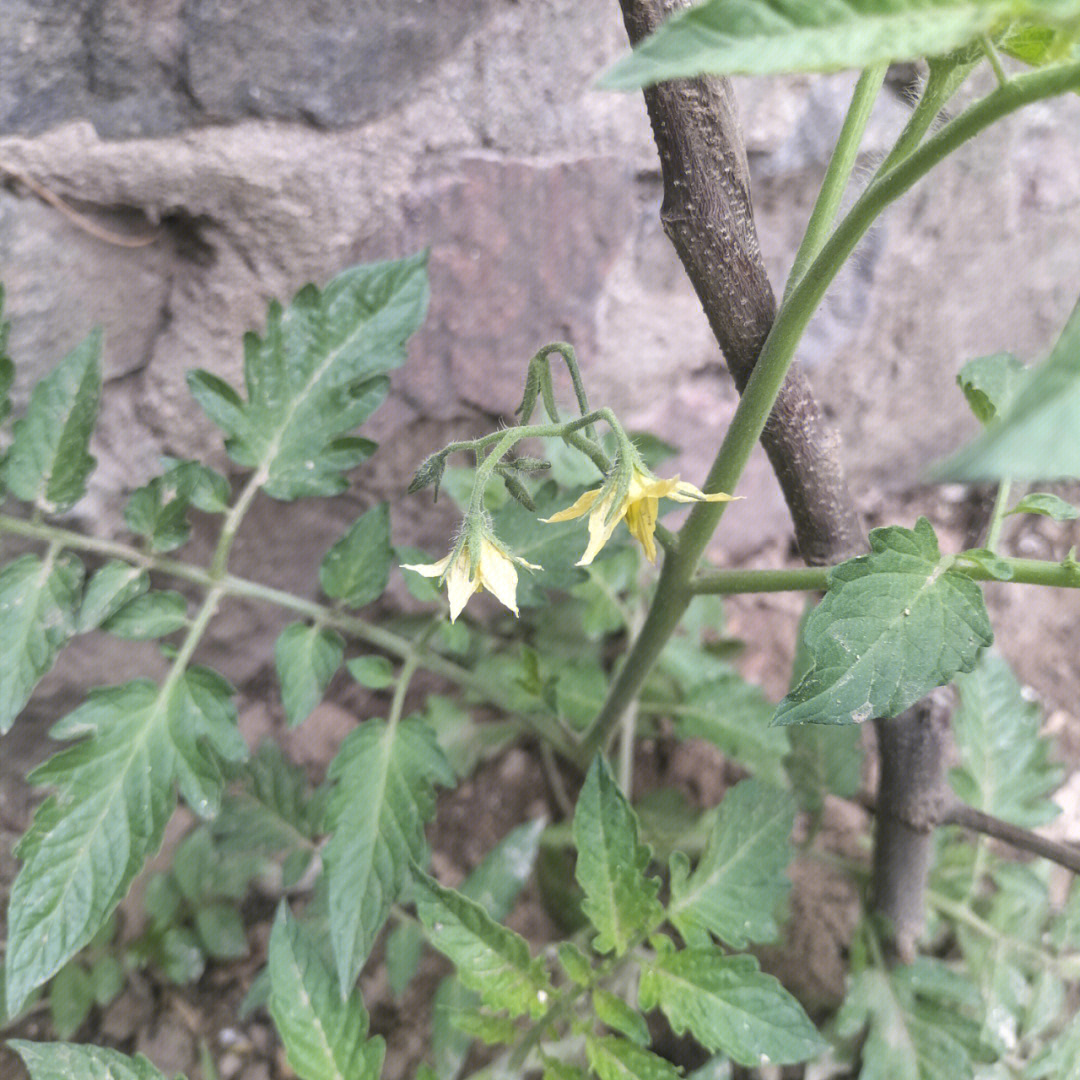 我的番茄开花啦