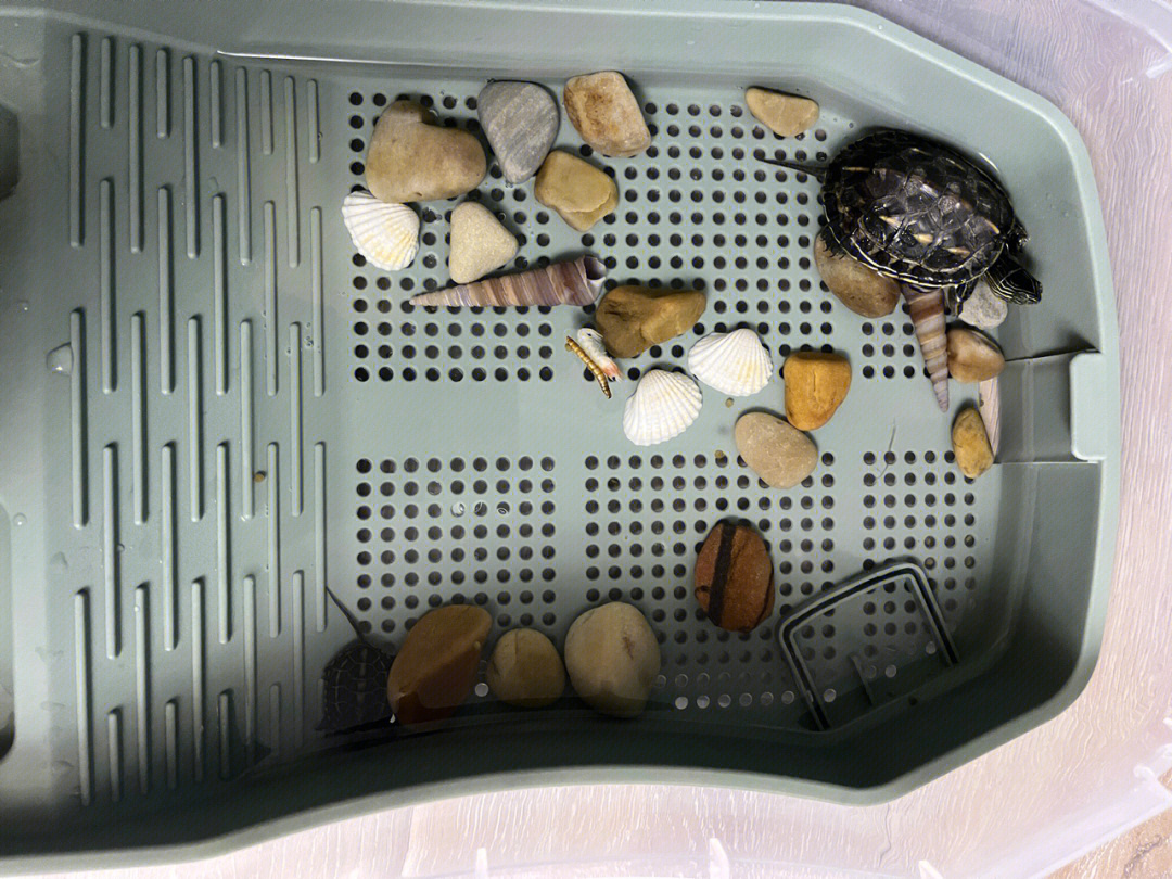 自制小乌龟的窝图片