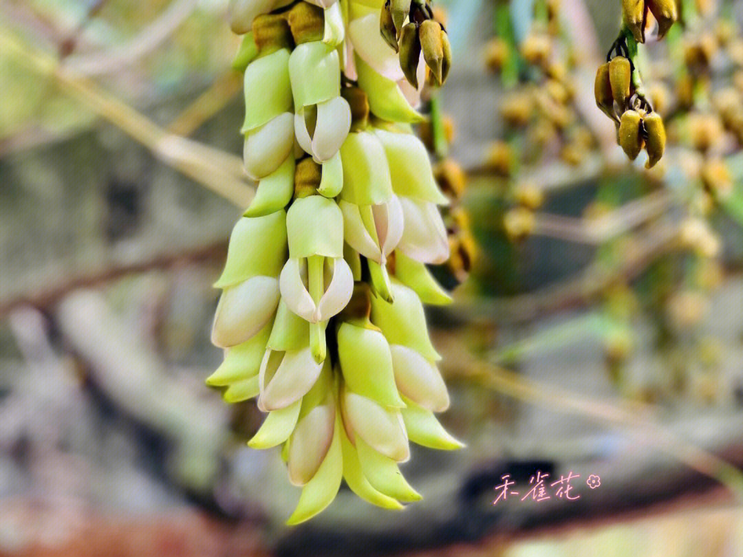 禾花雀公母对照图片图片