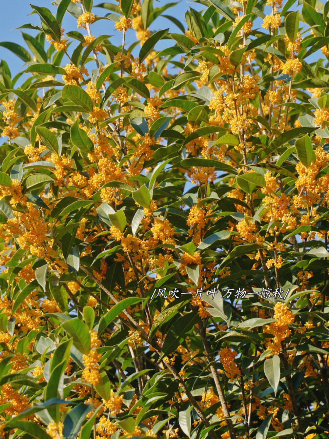 杭州桂花季看桂花不一定非要去满觉陇