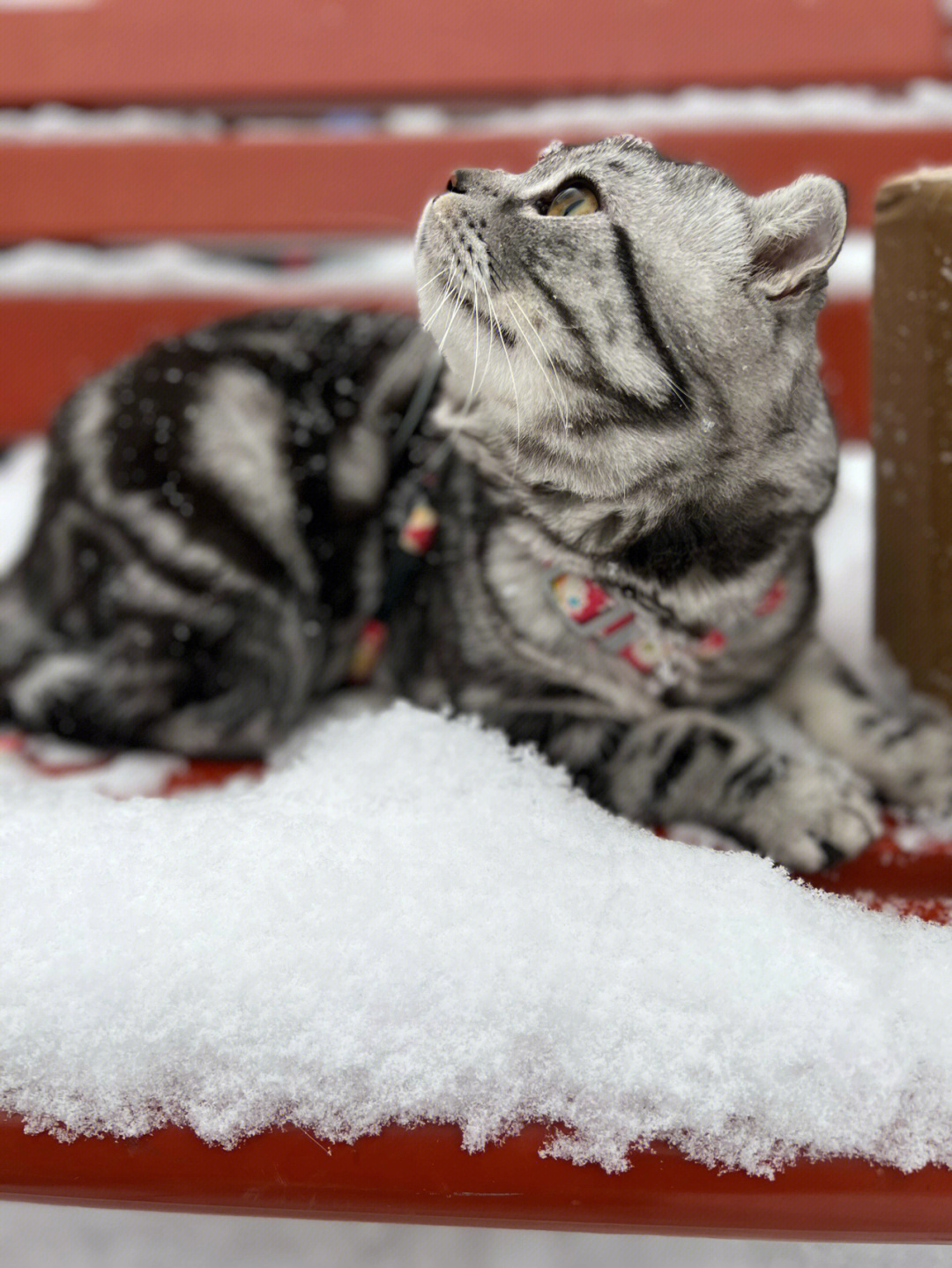 第一次玩雪的小猫咪