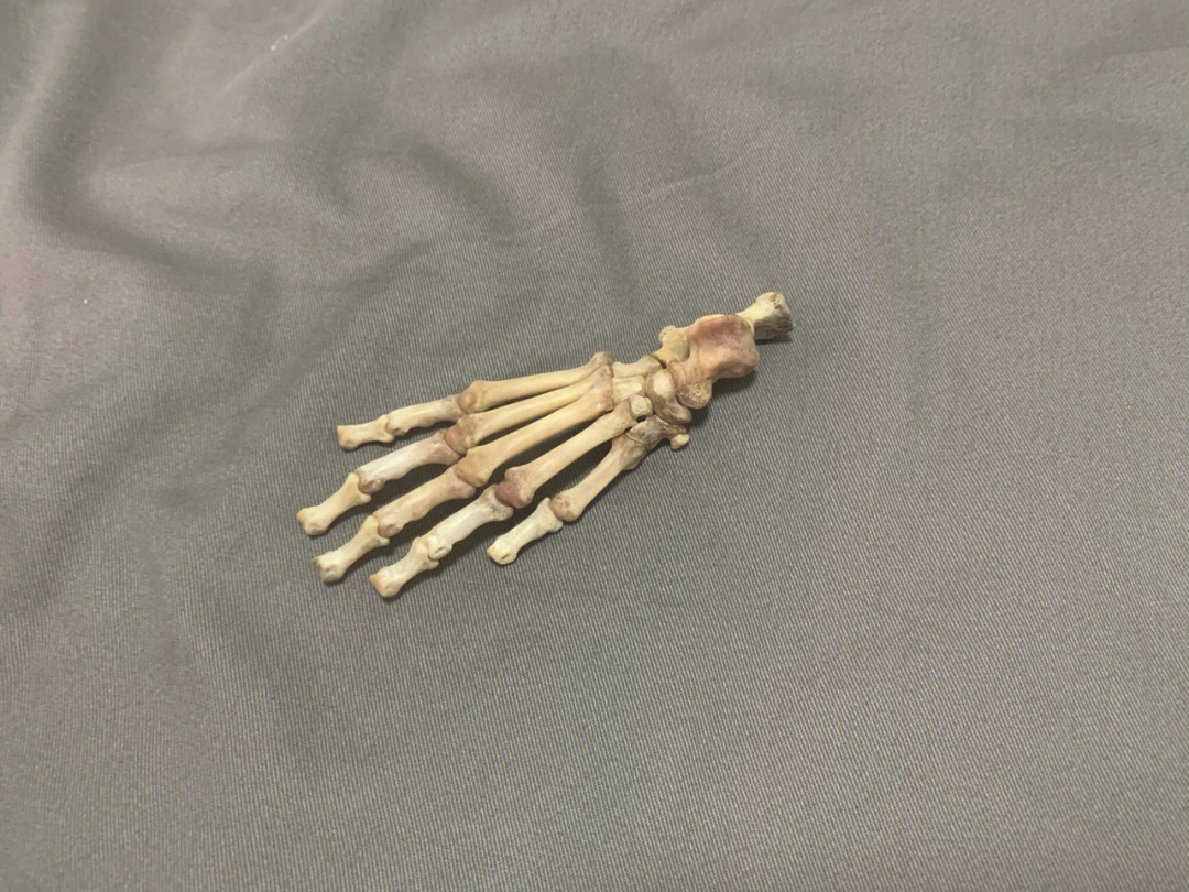 小jiojio骨骼标本