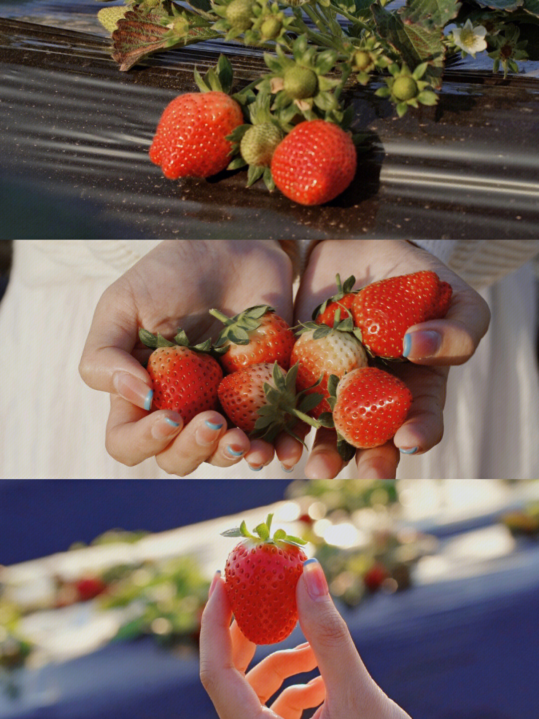 周师傅草莓园图片