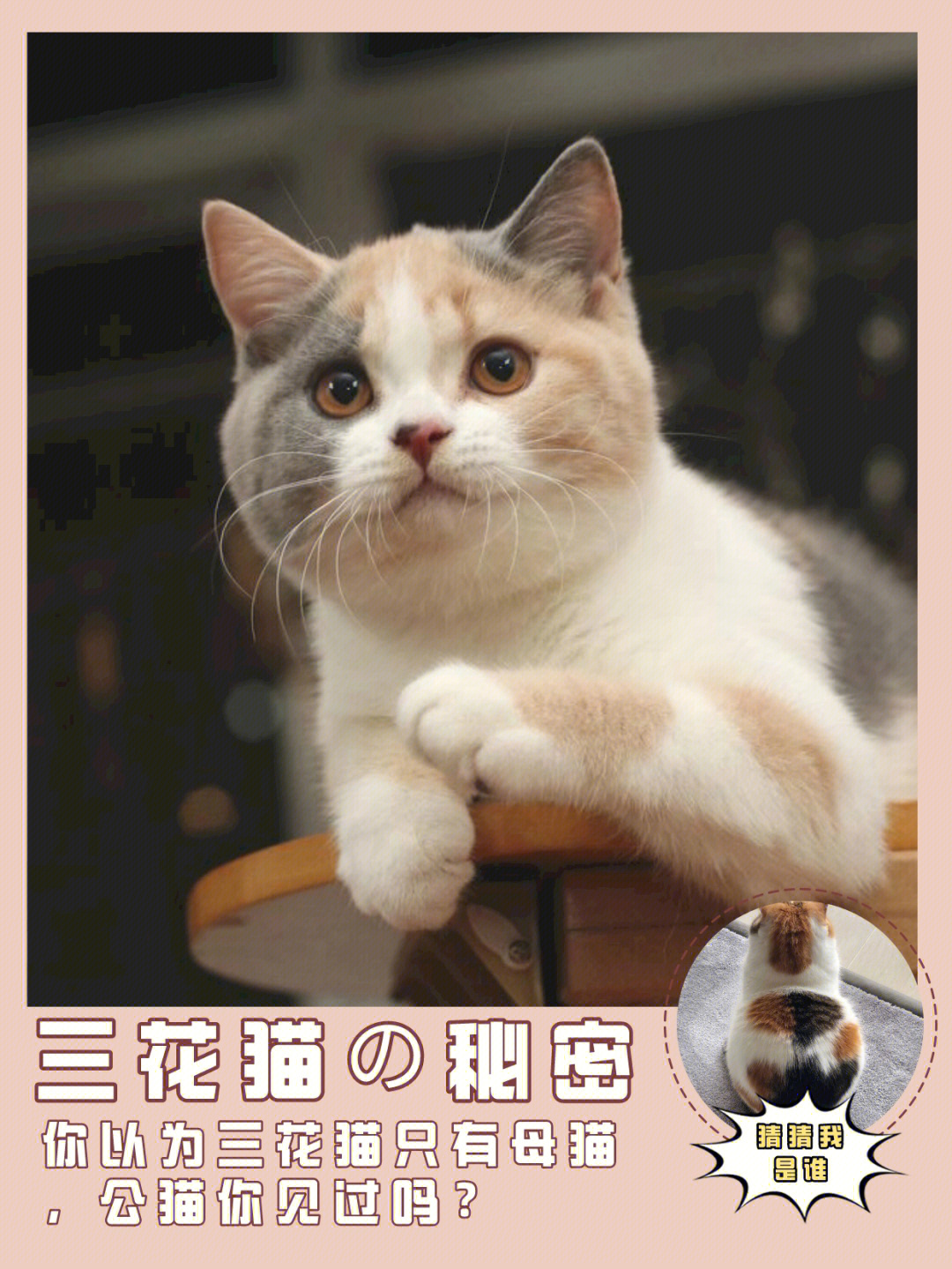 日本三大猫品种图片