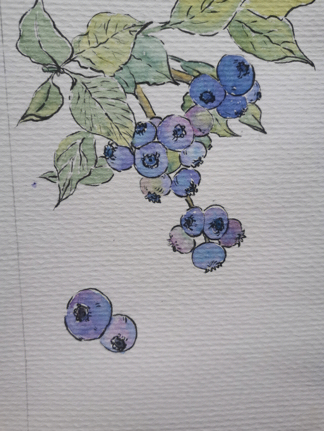 水粉蓝莓蓝紫色线稿