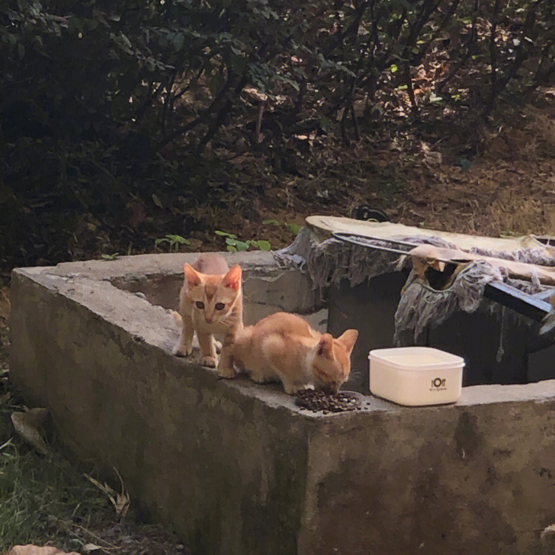 广州流浪猫收养中心图片