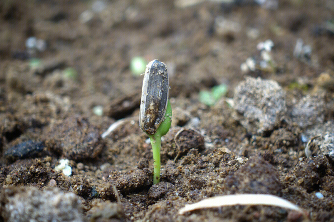 种子发芽看着播种的玉米,番茄,瓜子种子发芽了,真的很有春天的感觉