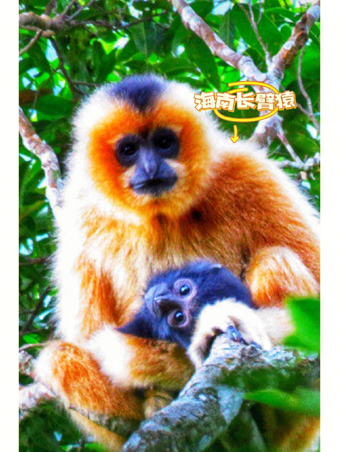 海南岛标志性动物图片