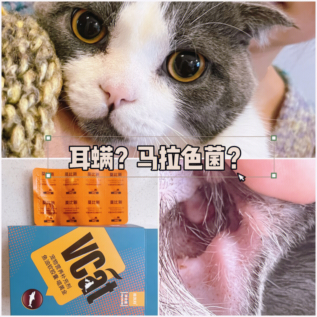 猫咪耳螨还是马拉色菌