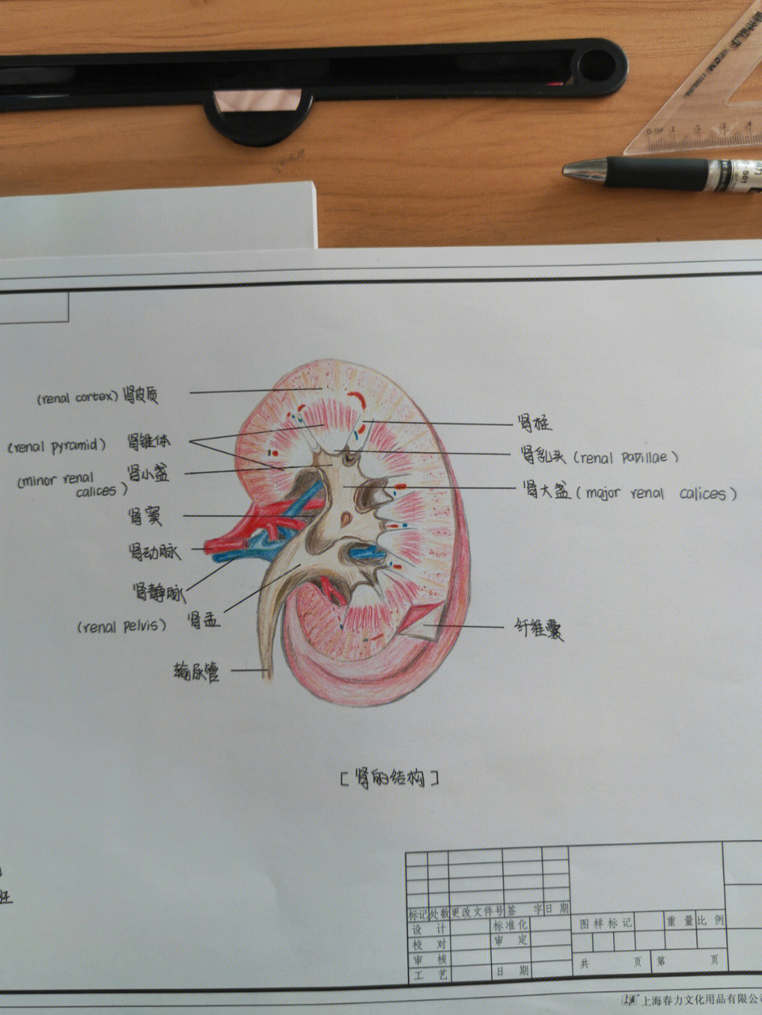 肾单位结构图 手绘图片