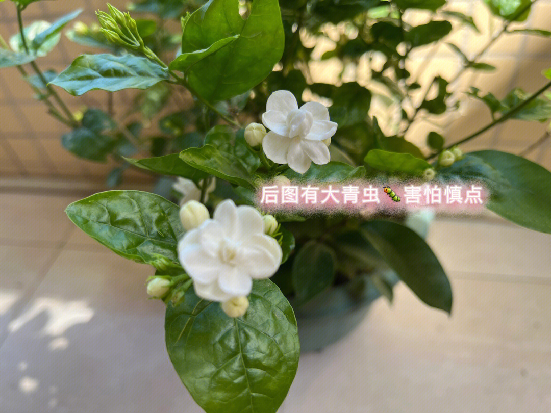 茉莉花虫害