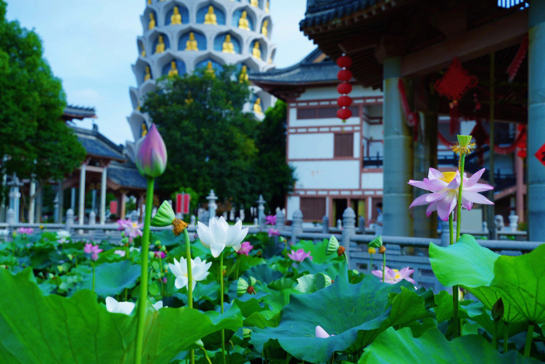 宝林寺简介图片