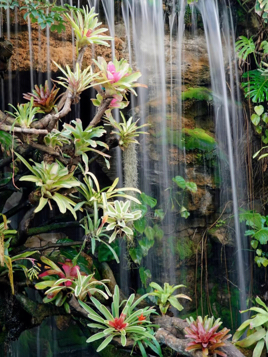 汉山植物园图片