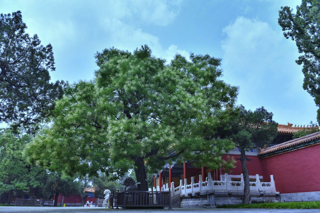 景山寿皇殿寿皇门前  一株两百多年的老国槐树花开满冠