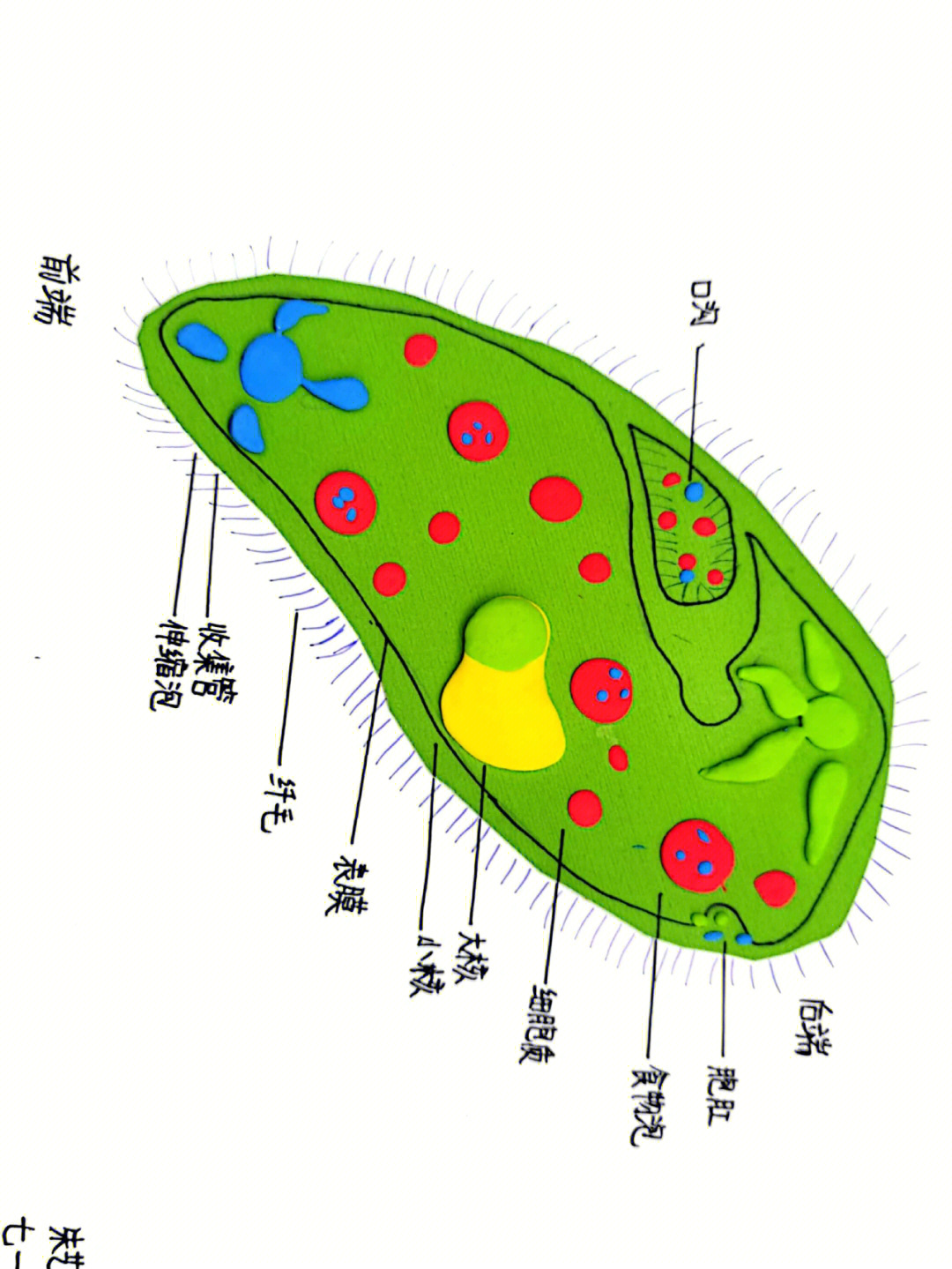 草履虫的形态结构图片