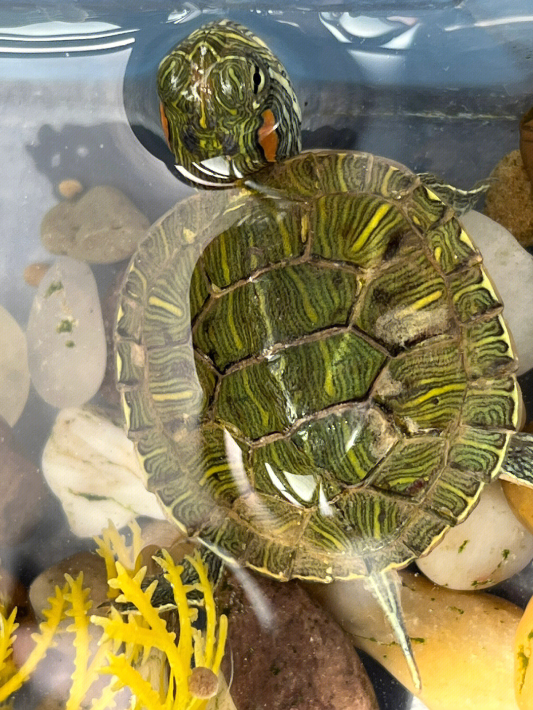 草龟换壳过程图图片