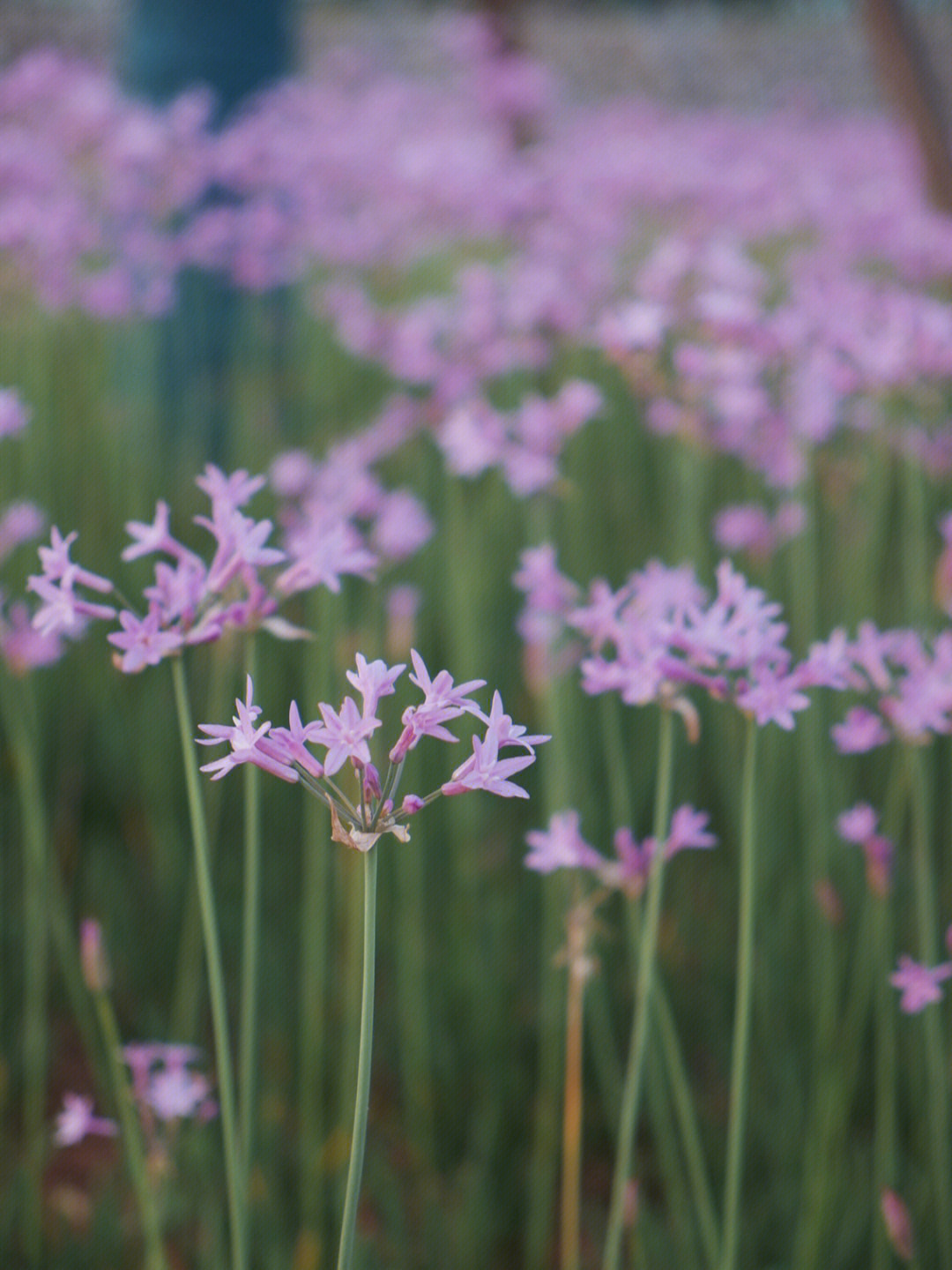 治愈系风景马鞭草与紫娇花的紫色花海