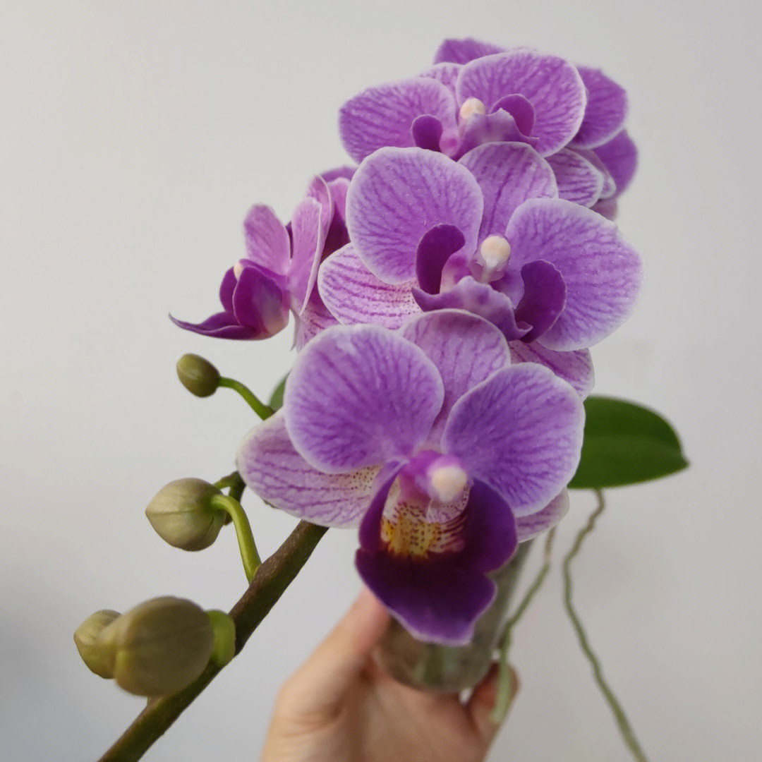 蝴蝶兰紫闪电图片