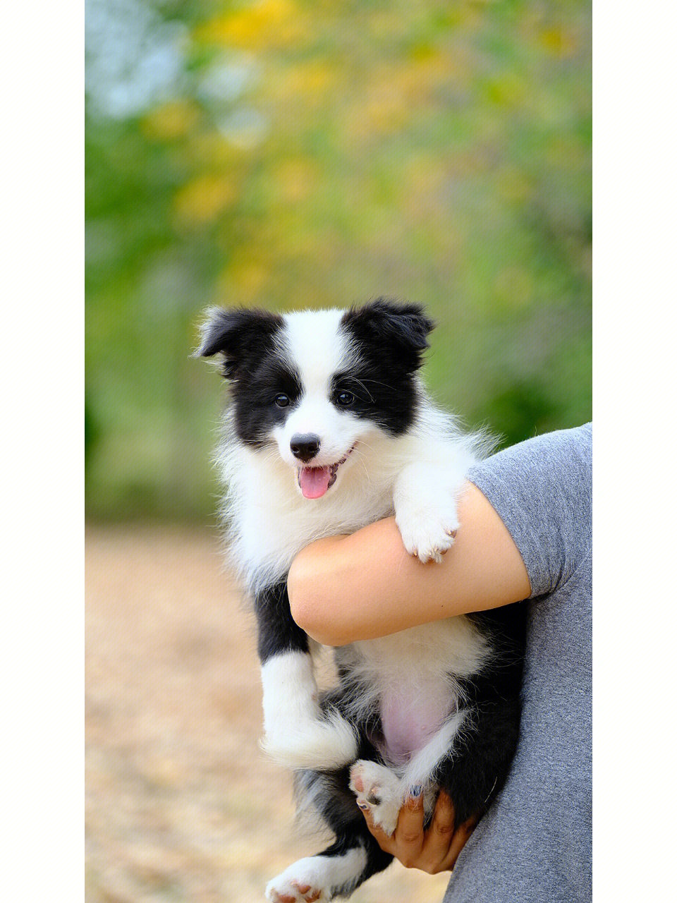 城市犬舍一幼犬展示黑白色边境牧羊犬