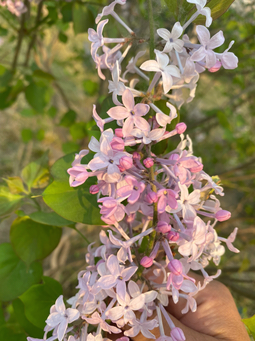 匆匆那年五瓣丁香花图片