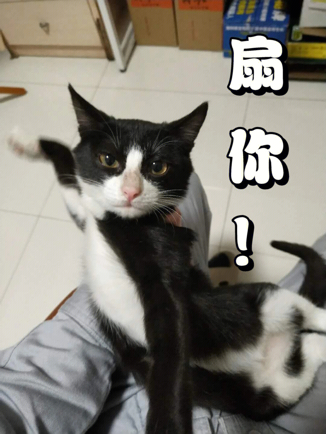 猫咪记仇表情包图片