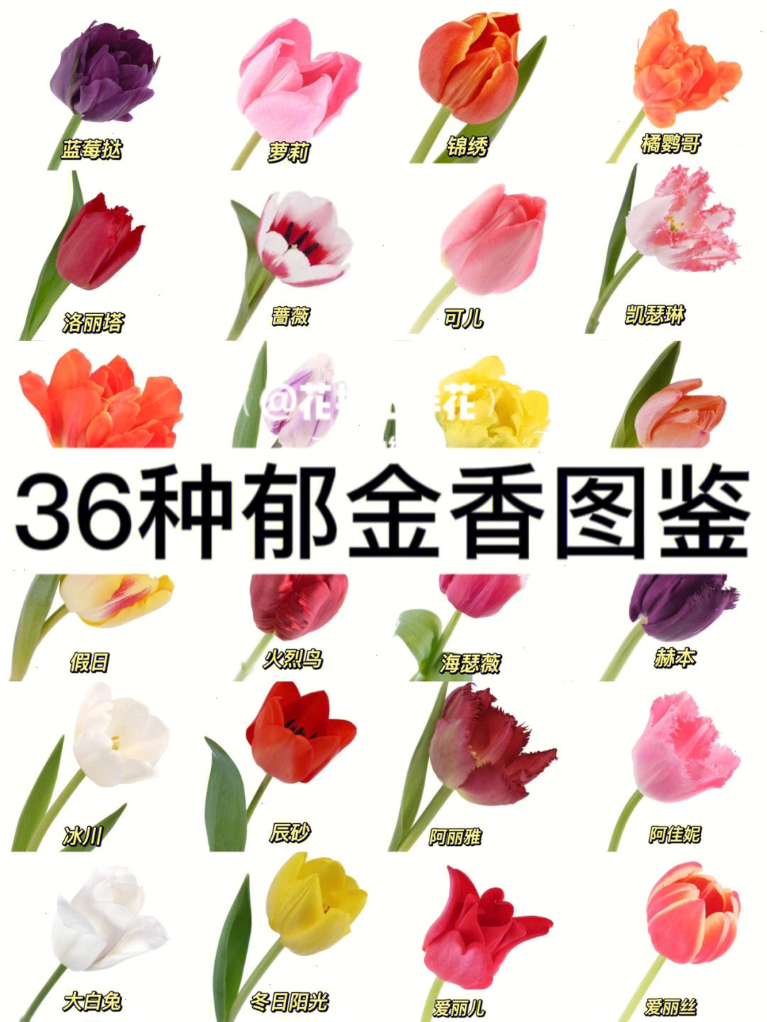 荷兰郁金香花语图片