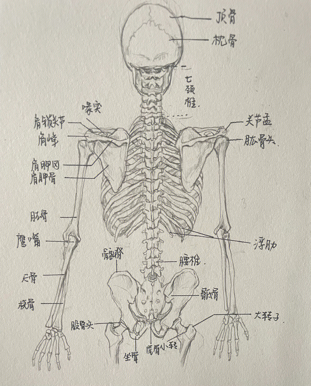 人体躯干骨骼�