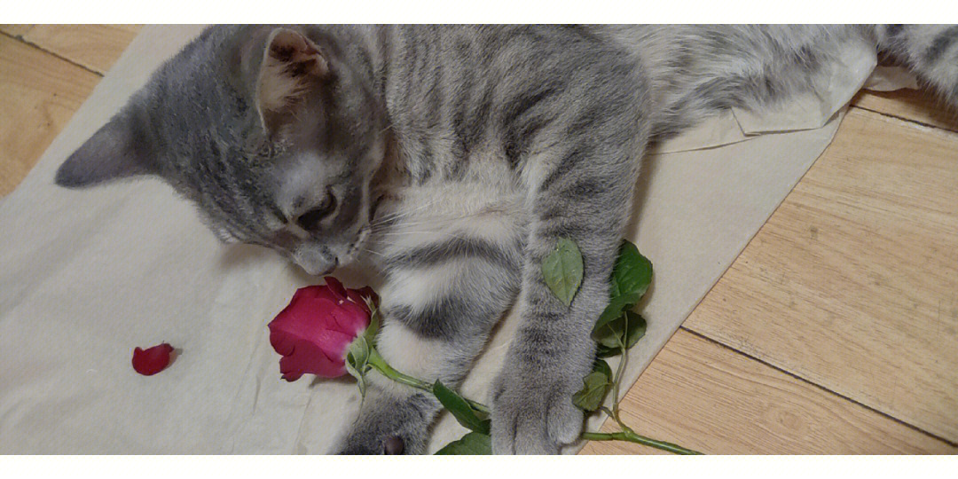 猫咪的玫瑰剧透图片