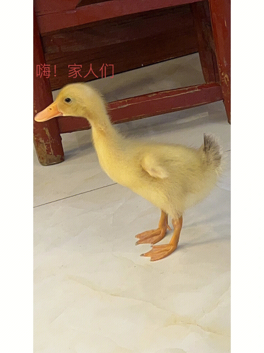 这是柯尔鸭吗