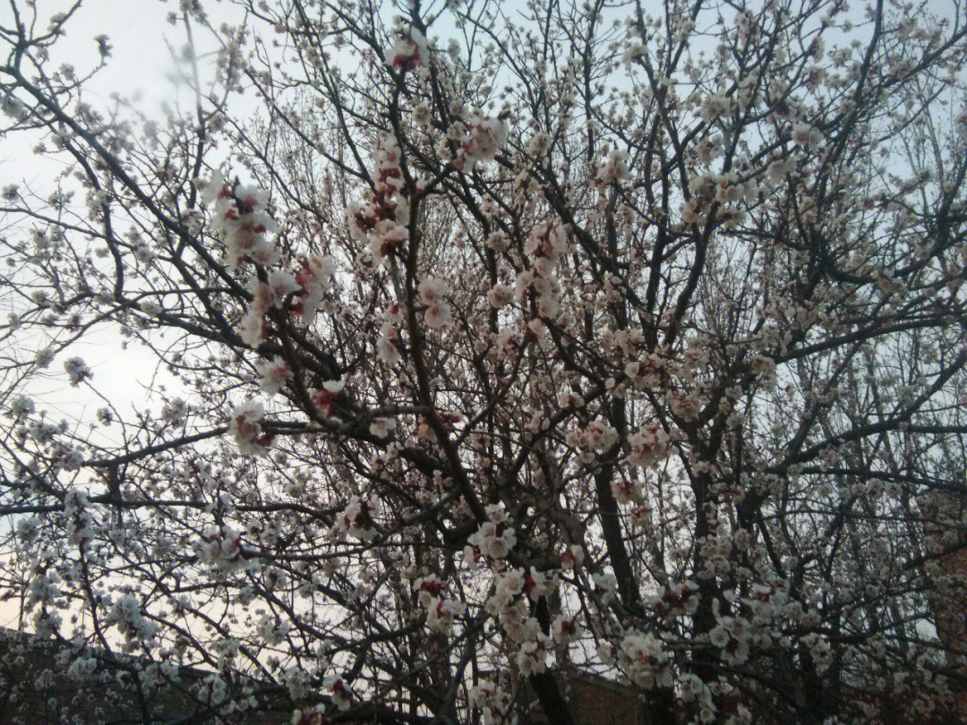 杏树几月开花图片