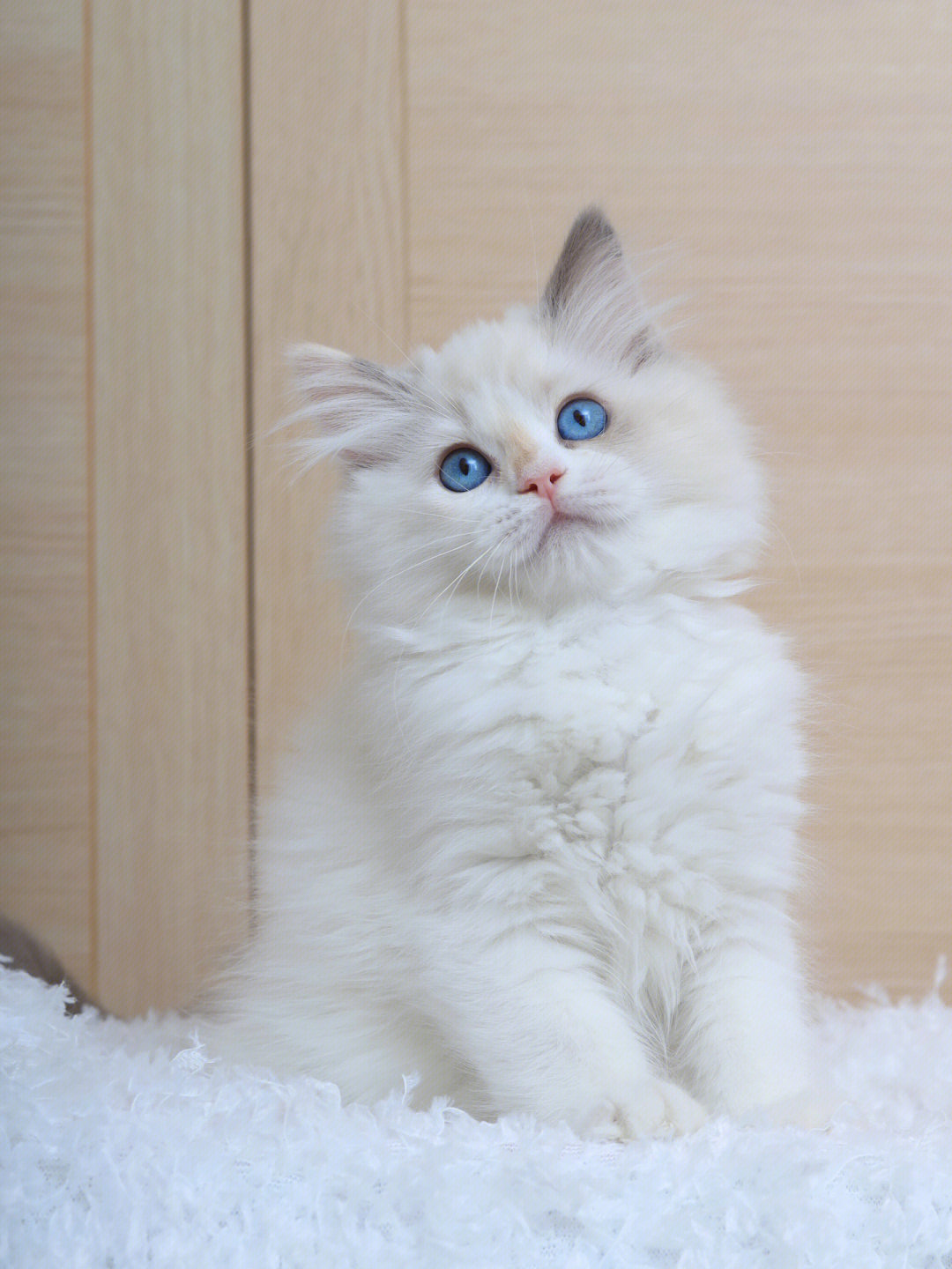 布偶猫哪个色最贵图片图片