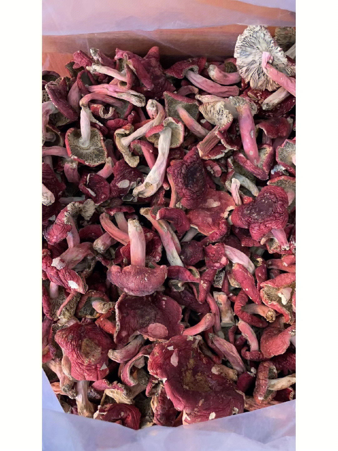 红菇!红到发紫的一款,汤色一流,还有十斤,500一斤煮几分钟得了!