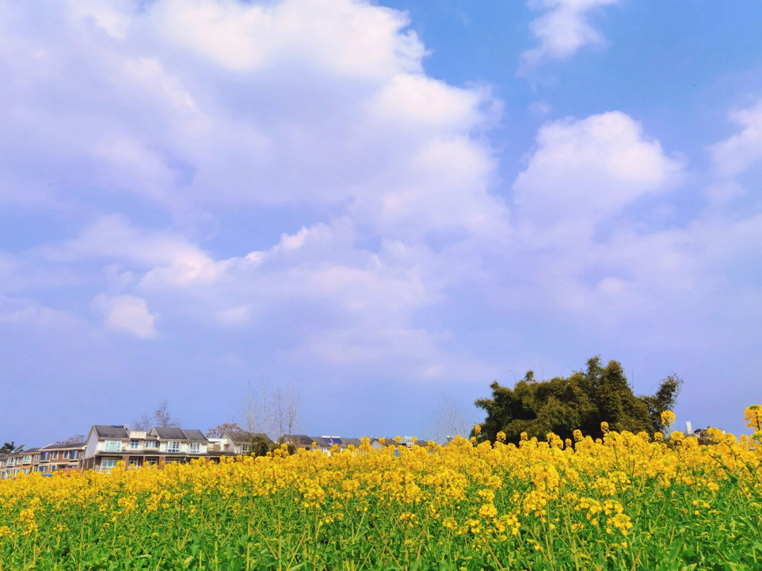 菜籽花清明菜