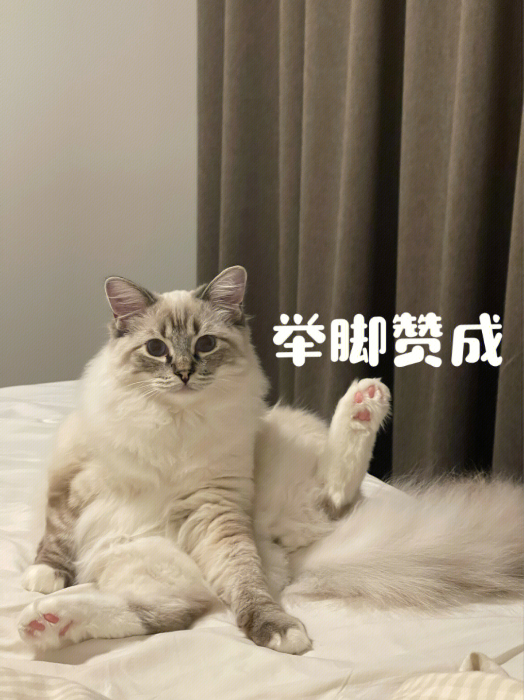 猫咪蹬腿表情包图片