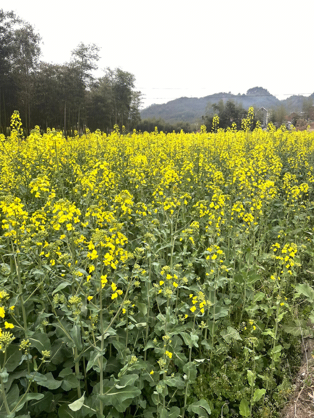 油菜花一步步变成菜籽油