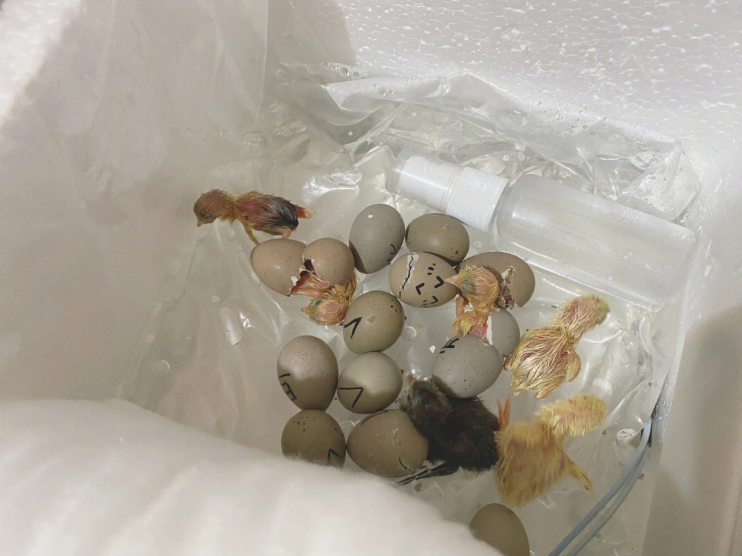 鸡蛋孵化死胎图片图片