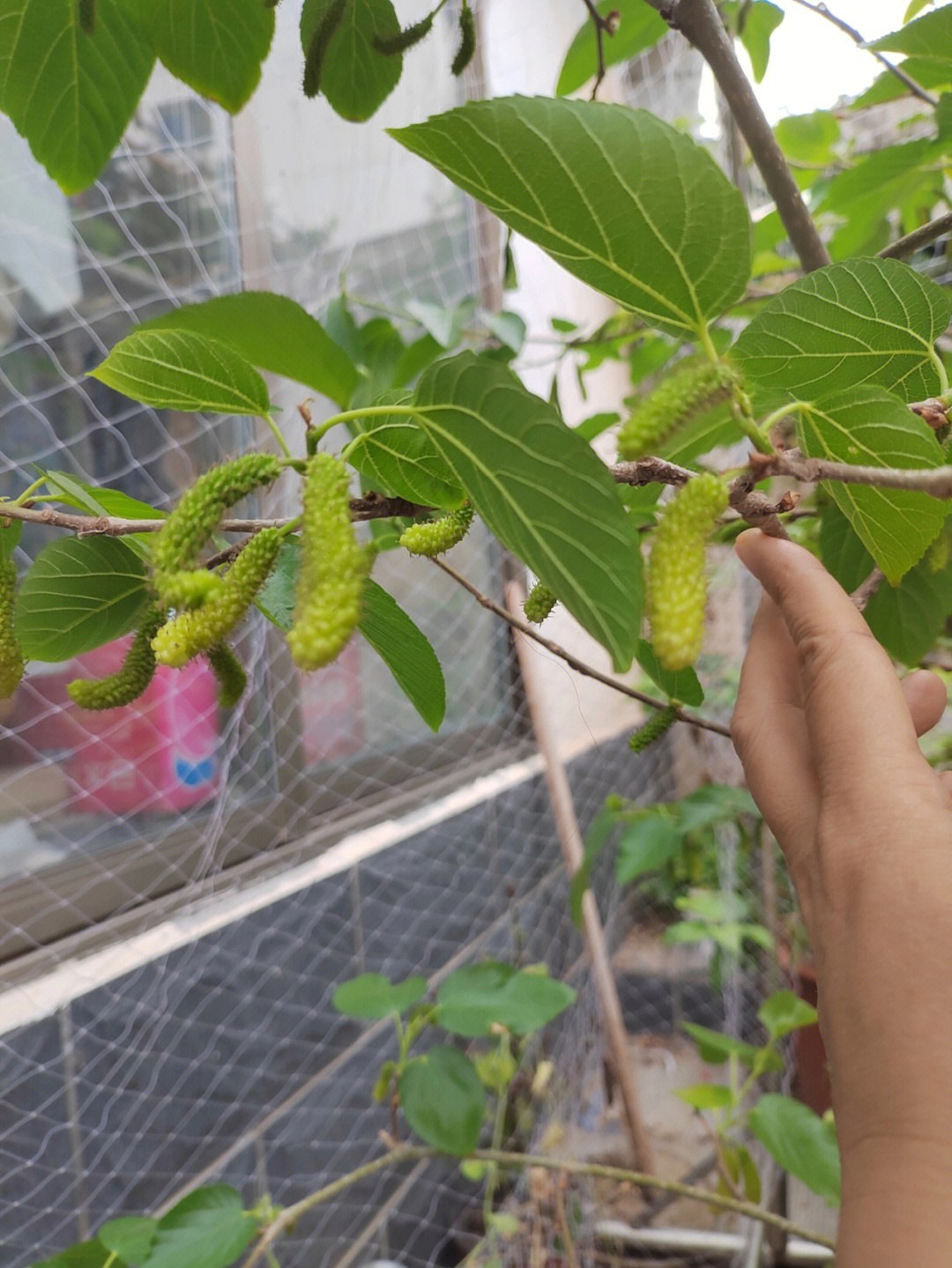 香金蜜果桑图片