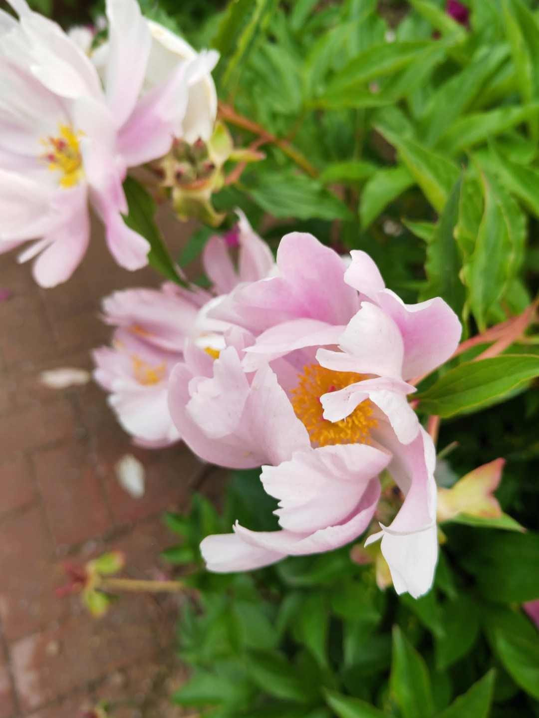 小鸟玫瑰蔷薇芍药图片