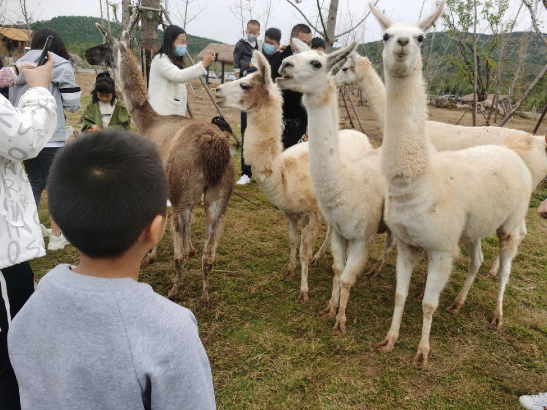 降温第一天逛了九顶山野生动物园