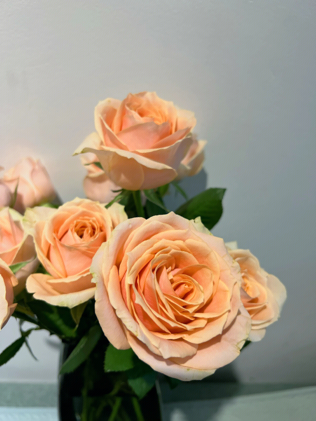 胭脂玫瑰花语图片