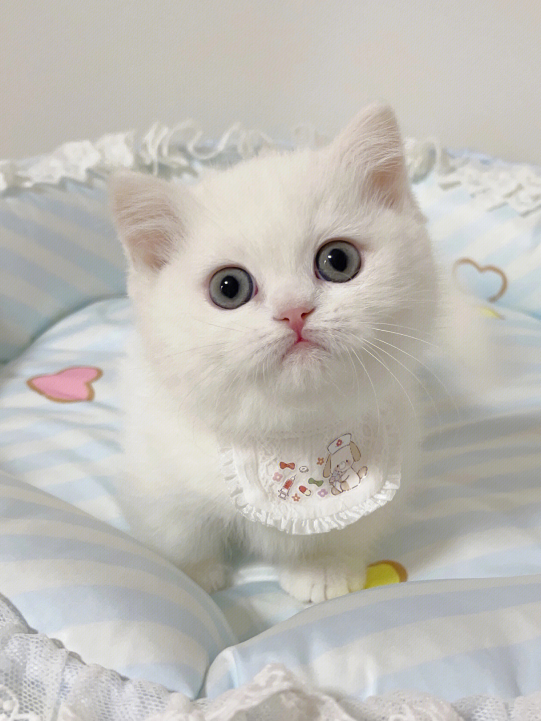 小白猫品种图片