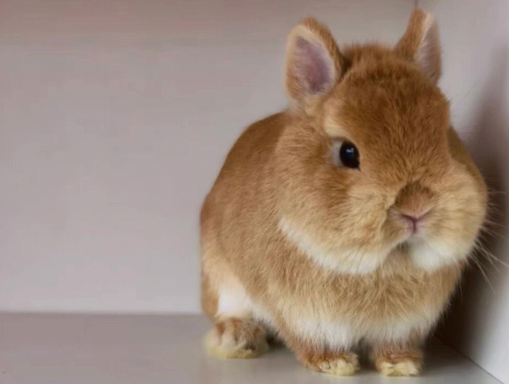 荷兰侏儒兔寿命图片