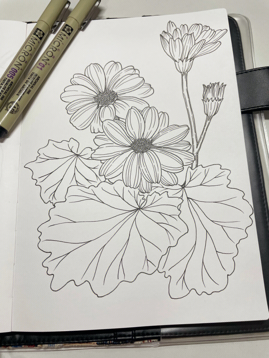 针管笔手绘花卉临摹瓜叶菊附过程