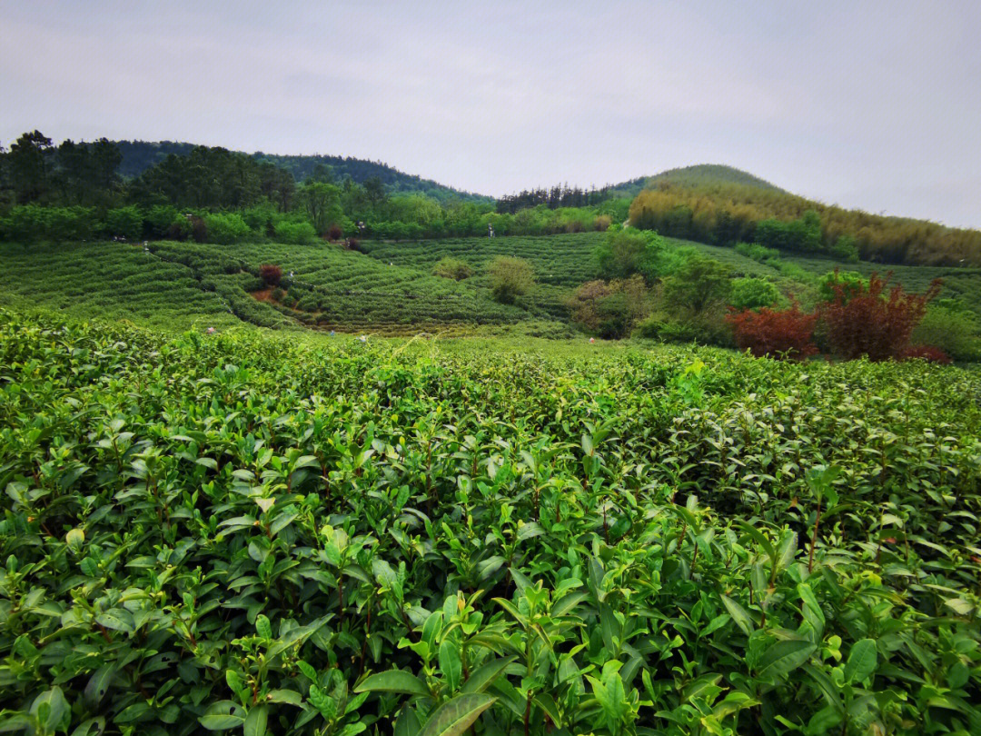 黄龙岘采茶