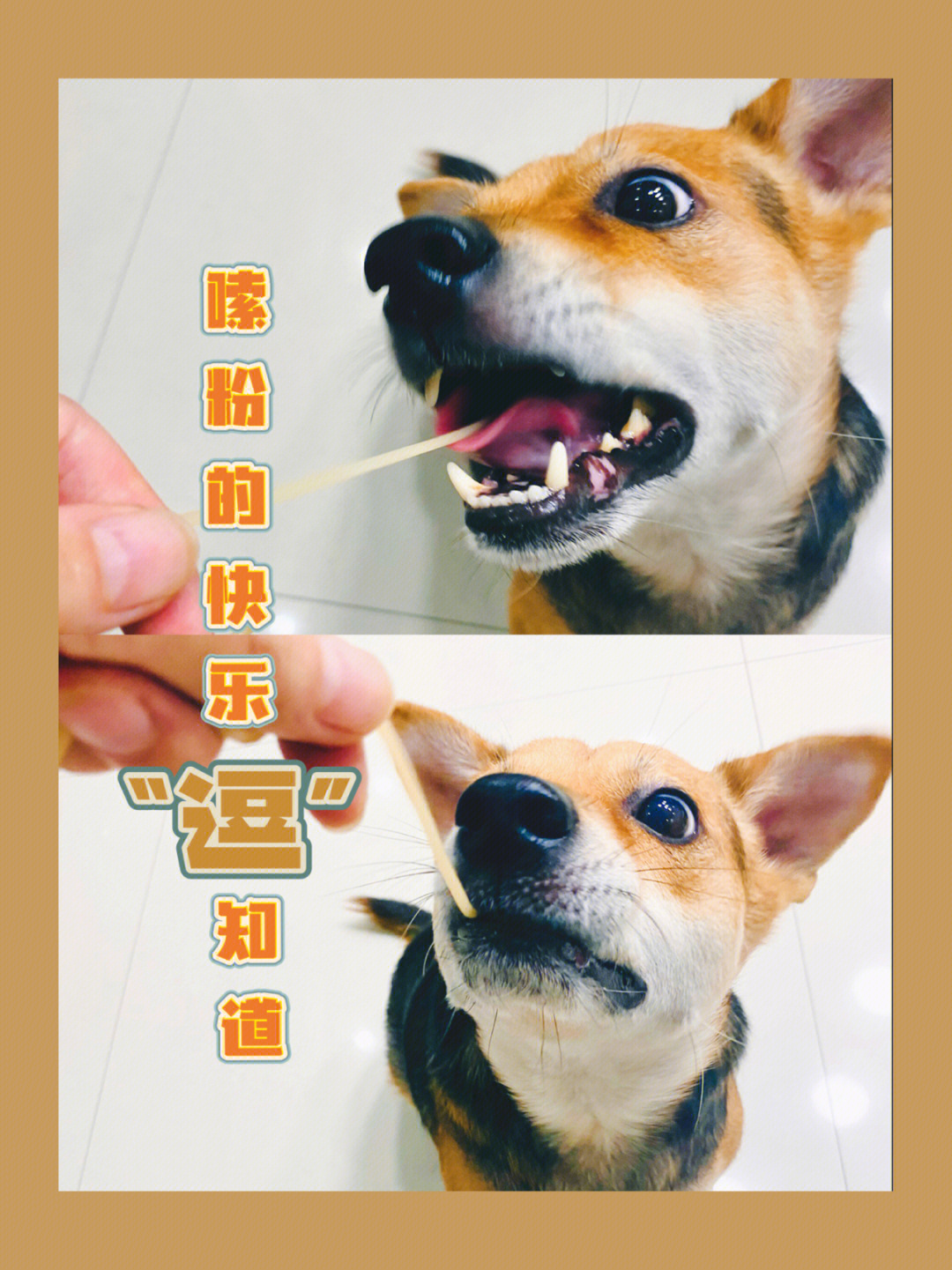 doge猫头图片