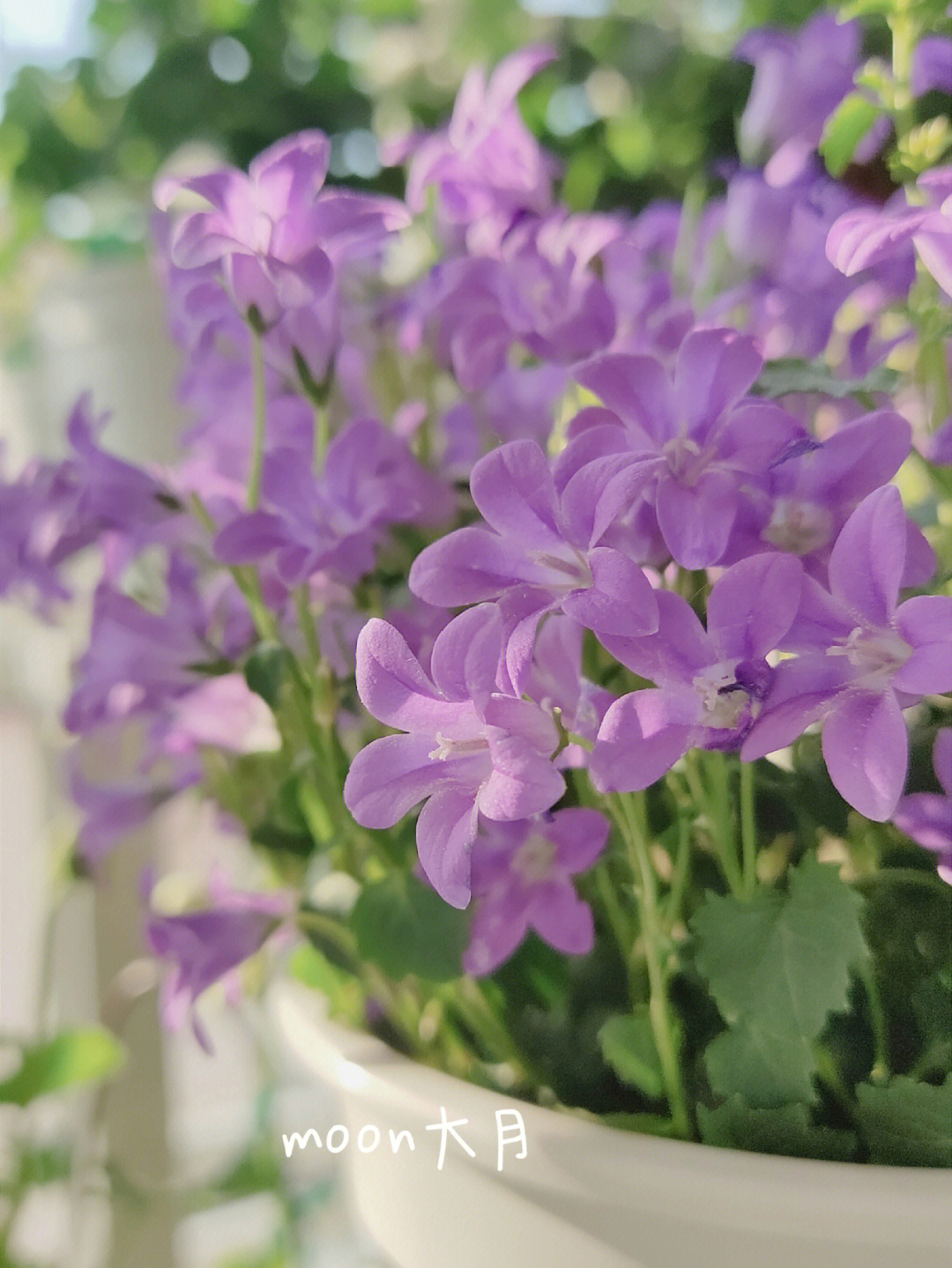 紫色风铃花的花语图片