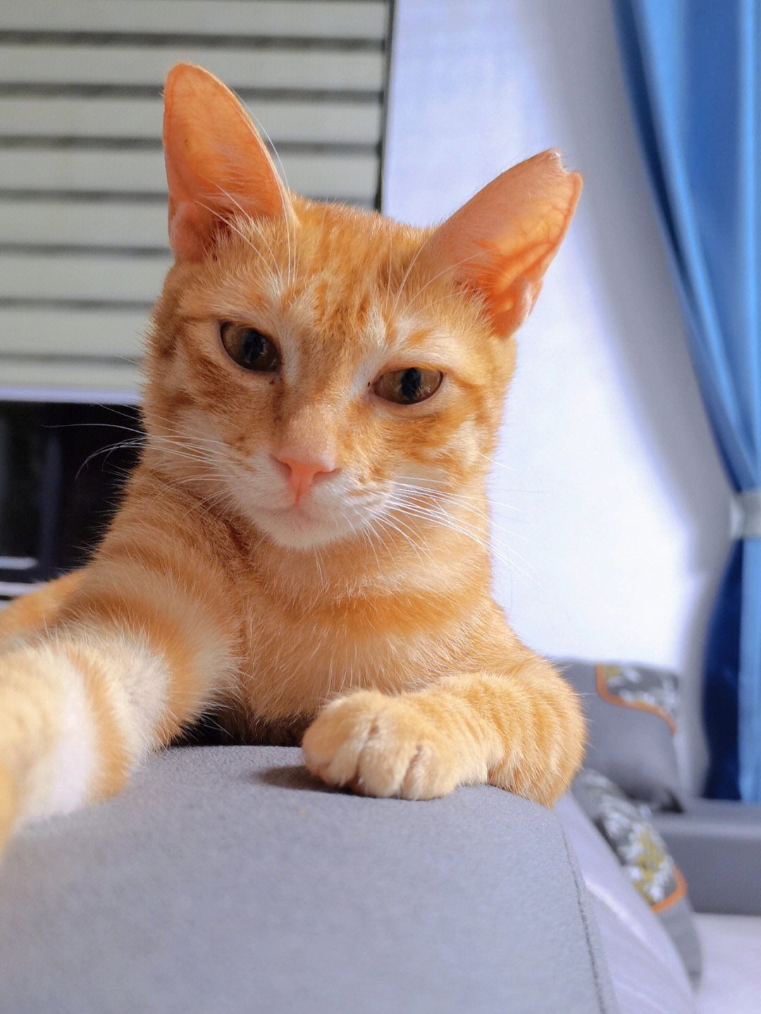 一只橘猫很酷的自拍照图片
