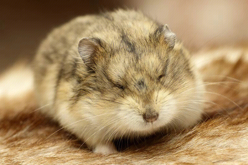 侏儒仓鼠种类图片